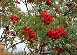 mountain ash